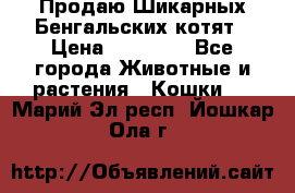 Продаю Шикарных Бенгальских котят › Цена ­ 17 000 - Все города Животные и растения » Кошки   . Марий Эл респ.,Йошкар-Ола г.